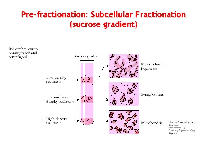 Pre-fractionation: Subcellular Fractionation (sucrose gradient) 