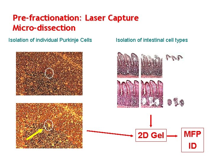 Pre-fractionation: Laser Capture Micro-dissection Isolation of individual Purkinje Cells Isolation of intestinal cell types