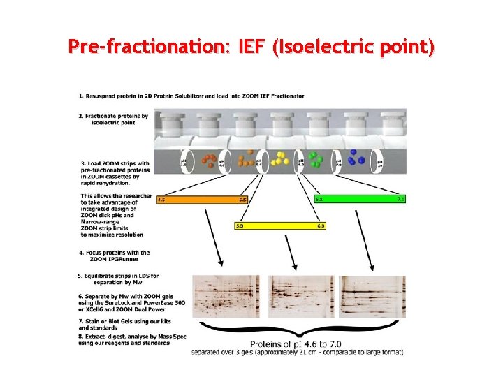 Pre-fractionation: IEF (Isoelectric point) 