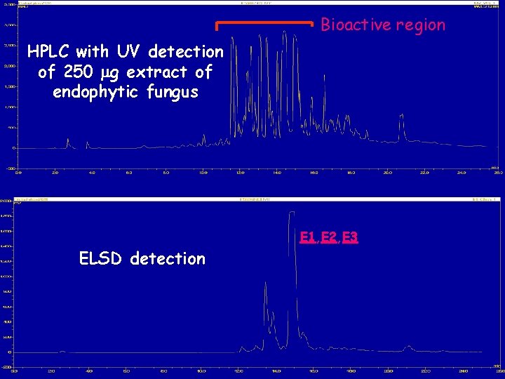 Bioactive region HPLC with UV detection of 250 mg extract of endophytic fungus E