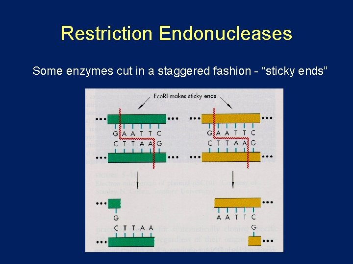 Restriction Endonucleases Some enzymes cut in a staggered fashion - “sticky ends” 