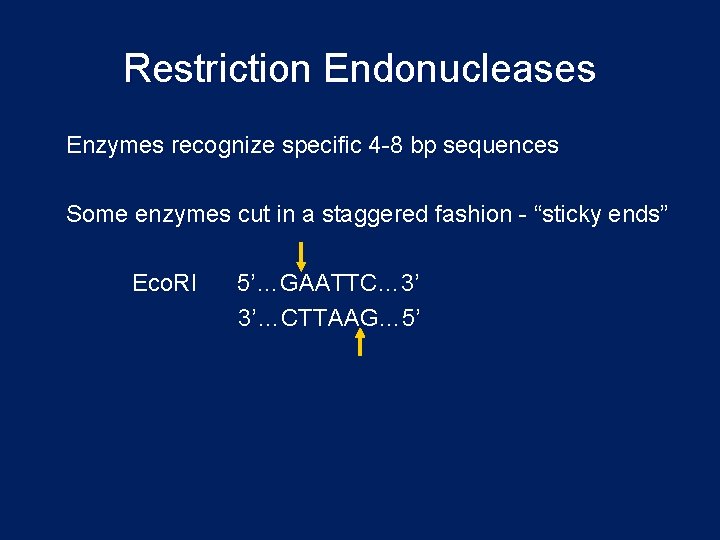 Restriction Endonucleases Enzymes recognize specific 4 -8 bp sequences Some enzymes cut in a