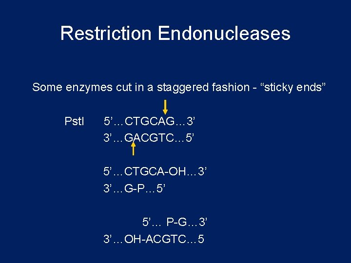 Restriction Endonucleases Some enzymes cut in a staggered fashion - “sticky ends” Pst. I