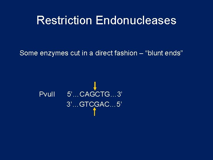 Restriction Endonucleases Some enzymes cut in a direct fashion – “blunt ends” Pvu. II