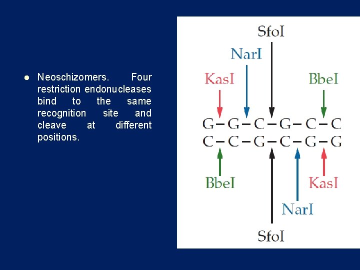 l Neoschizomers. Four restriction endonucleases bind to the same recognition site and cleave at