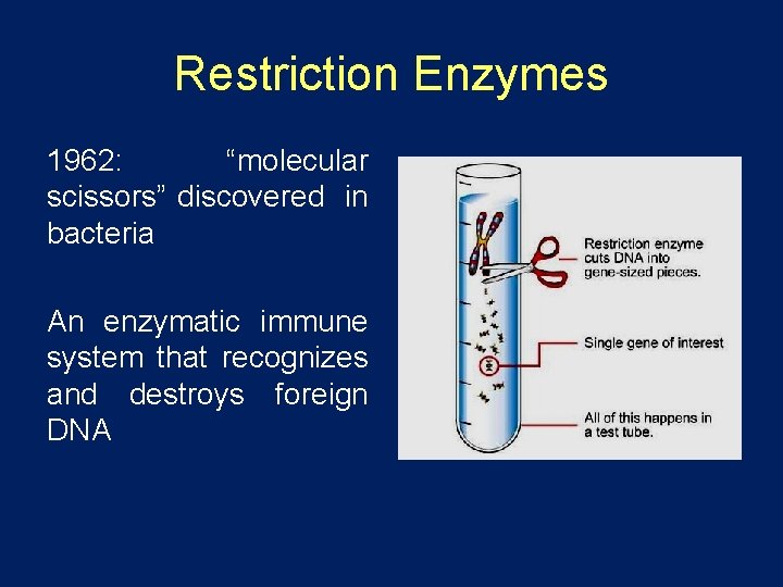 Restriction Enzymes 1962: “molecular scissors” discovered in bacteria An enzymatic immune system that recognizes
