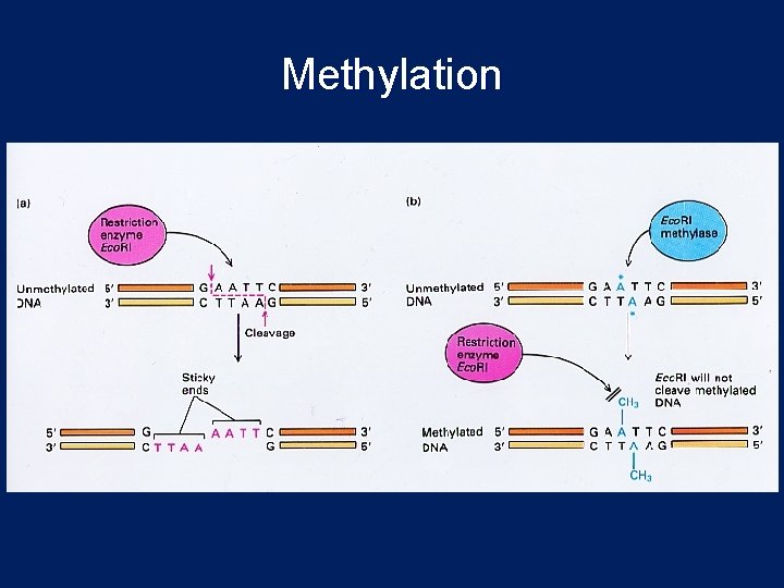 Methylation 