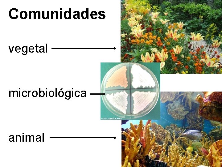 Comunidades vegetal microbiológica animal 