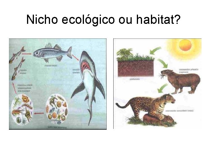 Nicho ecológico ou habitat? 