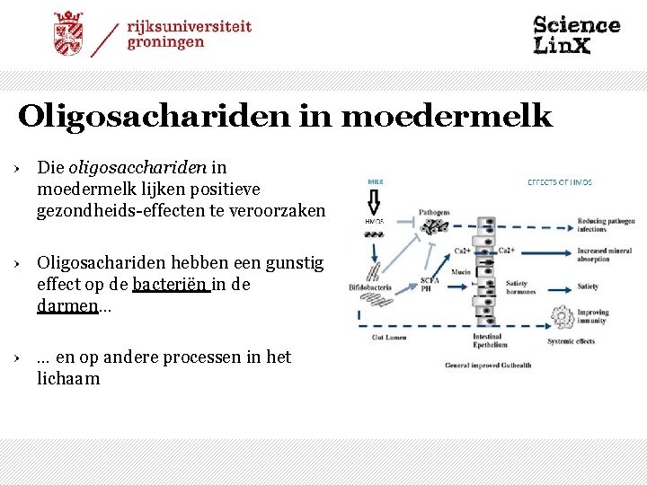 Oligosachariden in moedermelk › Die oligosacchariden in moedermelk lijken positieve gezondheids-effecten te veroorzaken ›