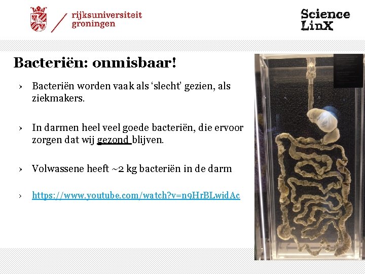 Bacteriën: onmisbaar! › Bacteriën worden vaak als ‘slecht’ gezien, als ziekmakers. › In darmen