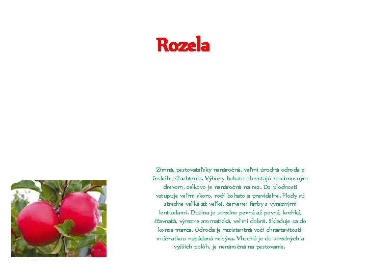 Rozela Zimná, pestovateľsky nenáročná, veľmi úrodná odroda z českého šľachtenia. Výhony bohato obrastajú plodonosným