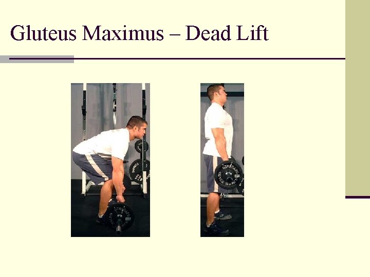 Gluteus Maximus – Dead Lift 