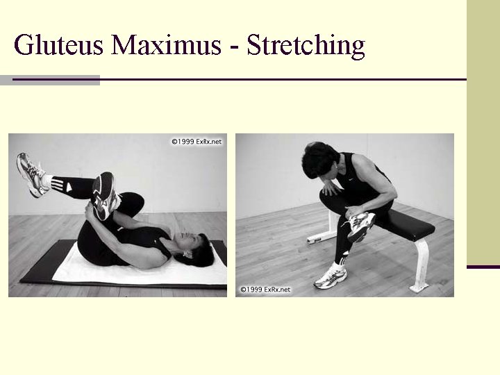 Gluteus Maximus - Stretching 