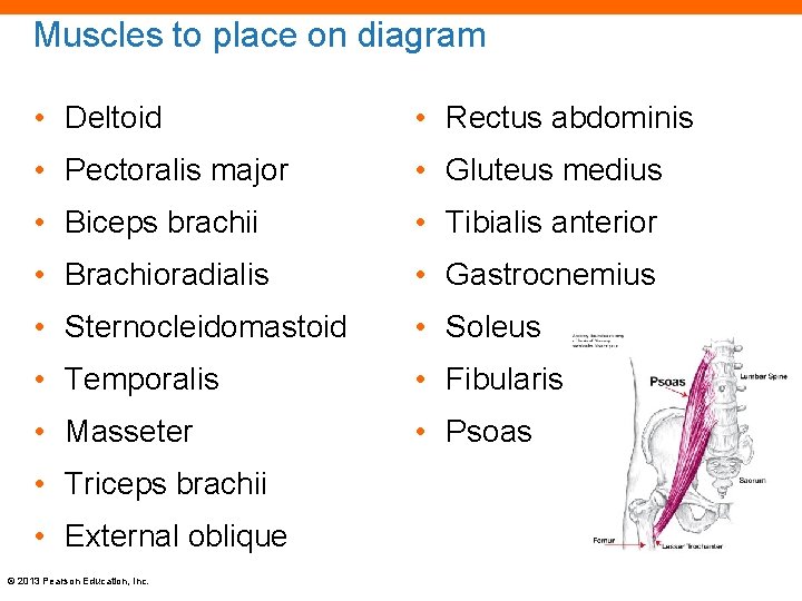 Muscles to place on diagram • Deltoid • Rectus abdominis • Pectoralis major •