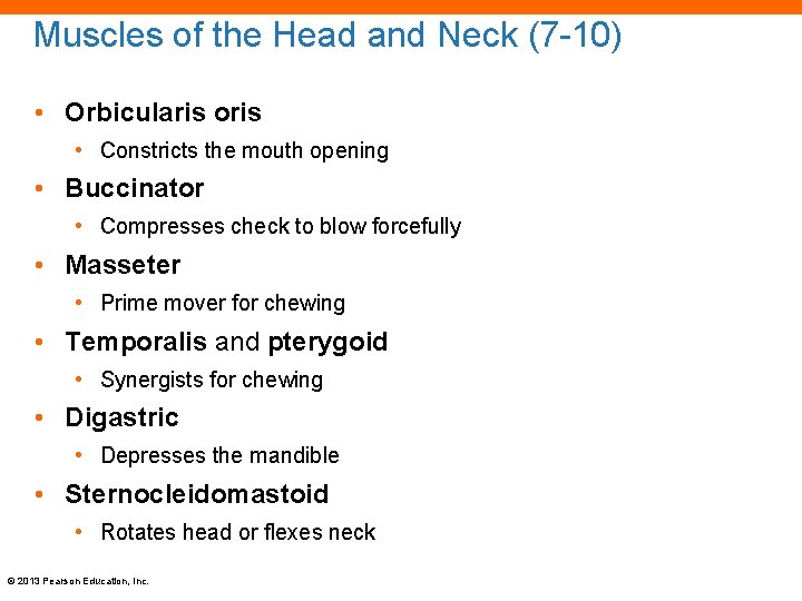 Muscles of the Head and Neck (7 -10) • Orbicularis oris • Constricts the