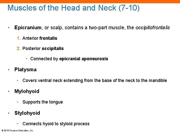 Muscles of the Head and Neck (7 -10) • Epicranium, or scalp, contains a