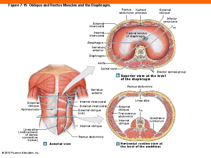 Figure 7 -15 Oblique and Rectus Muscles and the Diaphragm. Rectus Xiphoid abdominis process