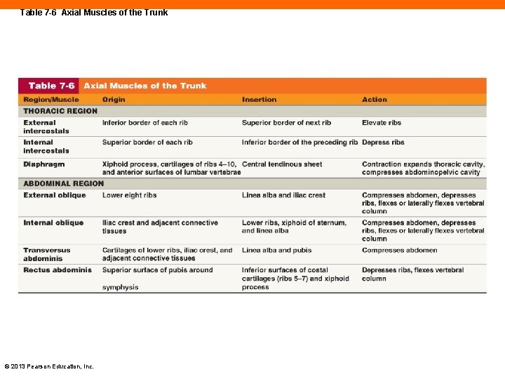 Table 7 -6 Axial Muscles of the Trunk © 2013 Pearson Education, Inc. 