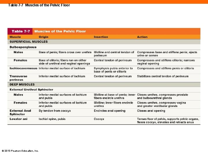 Table 7 -7 Muscles of the Pelvic Floor © 2013 Pearson Education, Inc. 