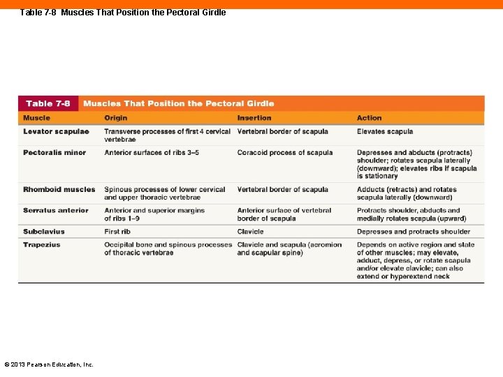 Table 7 -8 Muscles That Position the Pectoral Girdle © 2013 Pearson Education, Inc.