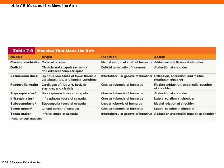 Table 7 -9 Muscles That Move the Arm © 2013 Pearson Education, Inc. 