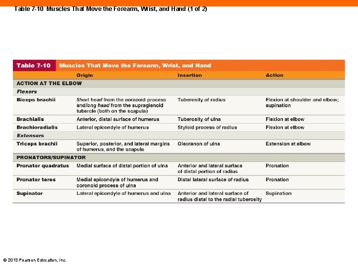 Table 7 -10 Muscles That Move the Forearm, Wrist, and Hand (1 of 2)