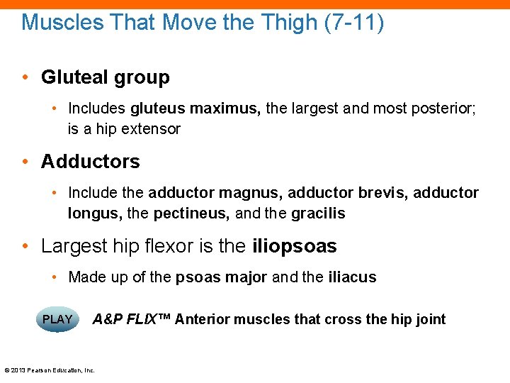 Muscles That Move the Thigh (7 -11) • Gluteal group • Includes gluteus maximus,