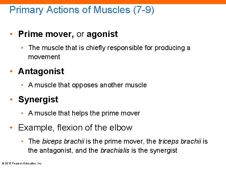 Primary Actions of Muscles (7 -9) • Prime mover, or agonist • The muscle