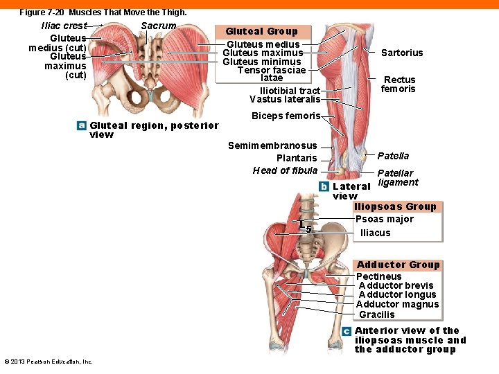 Figure 7 -20 Muscles That Move the Thigh. Iliac crest Gluteus medius (cut) Gluteus