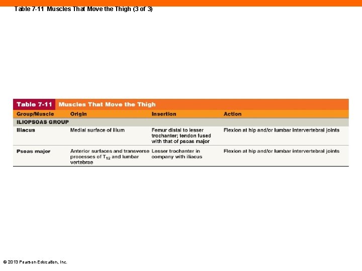 Table 7 -11 Muscles That Move the Thigh (3 of 3) © 2013 Pearson