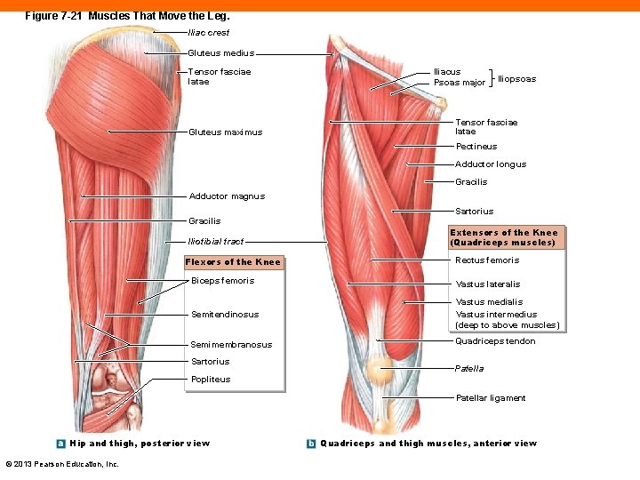 Figure 7 -21 Muscles That Move the Leg. Iliac crest Gluteus medius Tensor fasciae