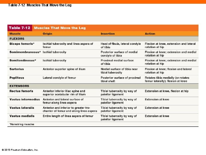 Table 7 -12 Muscles That Move the Leg © 2013 Pearson Education, Inc. 