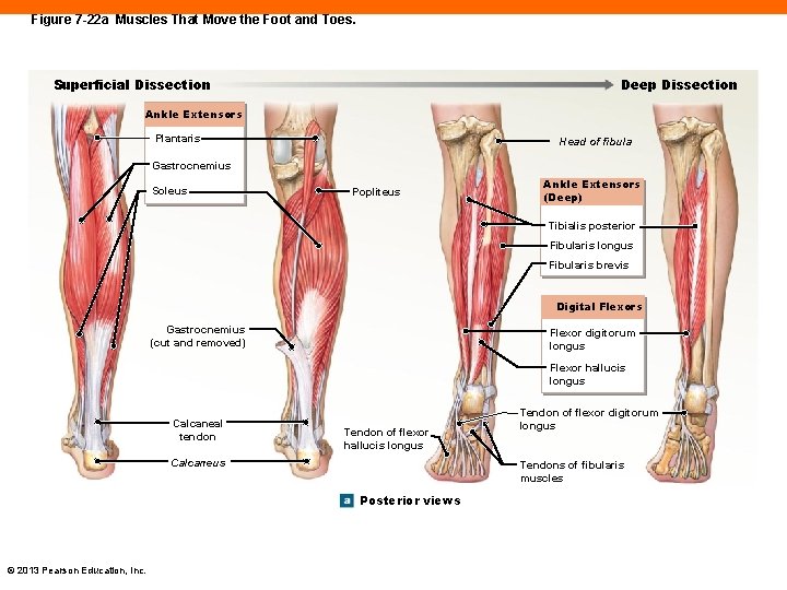 Figure 7 -22 a Muscles That Move the Foot and Toes. Superficial Dissection Deep