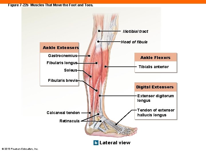 Figure 7 -22 b Muscles That Move the Foot and Toes. Iliotibial tract Head