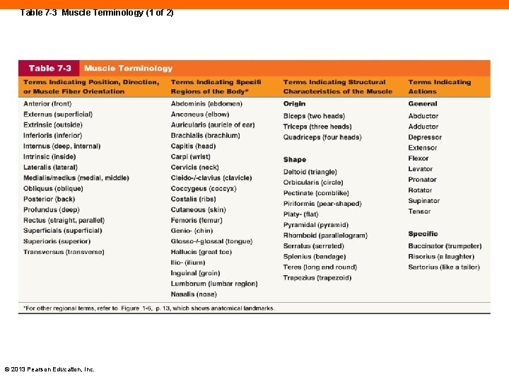 Table 7 -3 Muscle Terminology (1 of 2) © 2013 Pearson Education, Inc. 