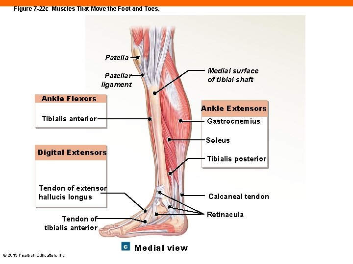 Figure 7 -22 c Muscles That Move the Foot and Toes. Patella Medial surface