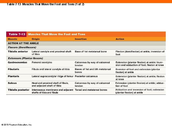 Table 7 -13 Muscles That Move the Foot and Toes (1 of 2) ©