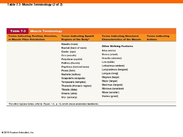 Table 7 -3 Muscle Terminology (2 of 2) © 2013 Pearson Education, Inc. 