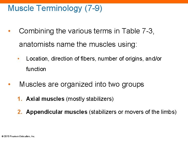 Muscle Terminology (7 -9) • Combining the various terms in Table 7 -3, anatomists