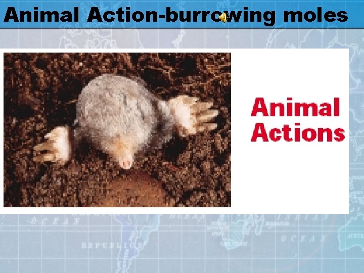 Animal Action-burrowing moles 