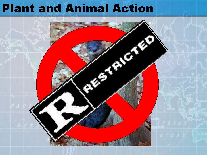 Plant and Animal Action 