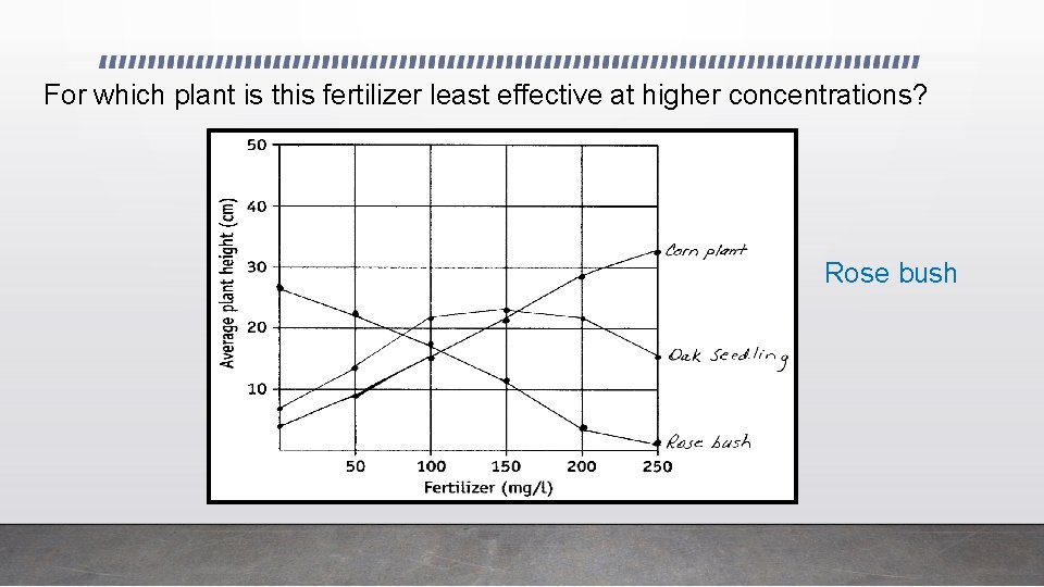 For which plant is this fertilizer least effective at higher concentrations? Rose bush 