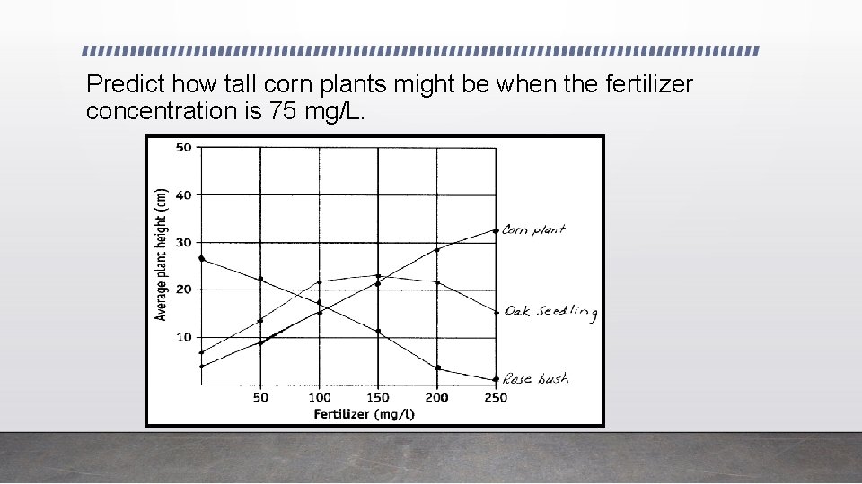 Predict how tall corn plants might be when the fertilizer concentration is 75 mg/L.