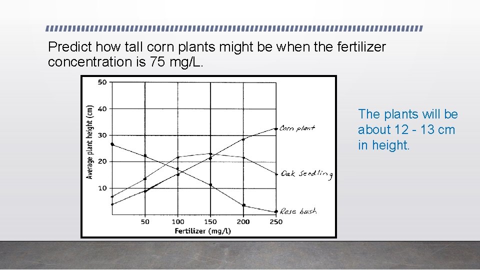Predict how tall corn plants might be when the fertilizer concentration is 75 mg/L.