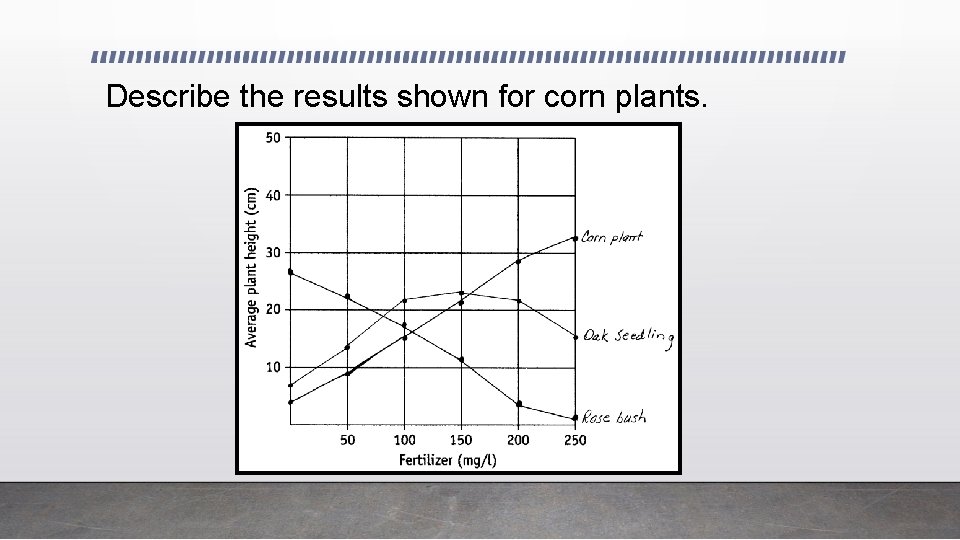 Describe the results shown for corn plants. 