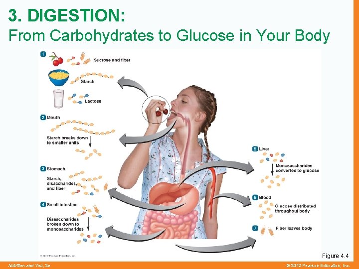 3. DIGESTION: From Carbohydrates to Glucose in Your Body Figure 4. 4 Nutrition and