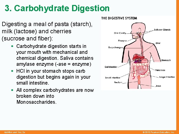 3. Carbohydrate Digestion Digesting a meal of pasta (starch), milk (lactose) and cherries (sucrose