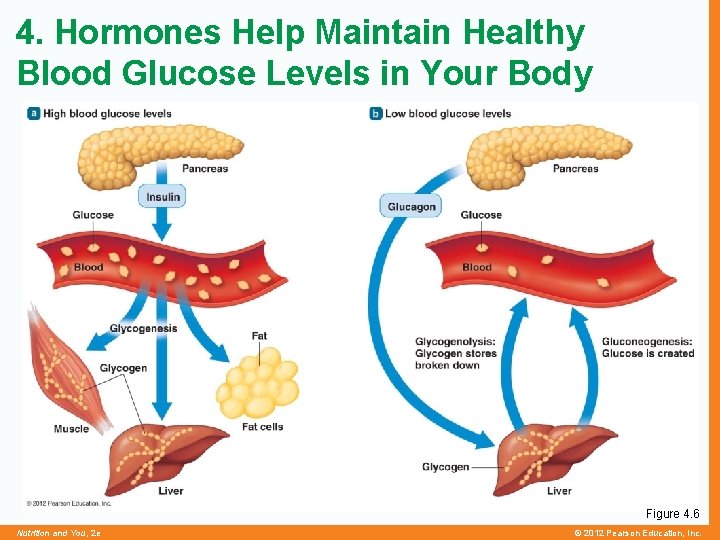 4. Hormones Help Maintain Healthy Blood Glucose Levels in Your Body Figure 4. 6