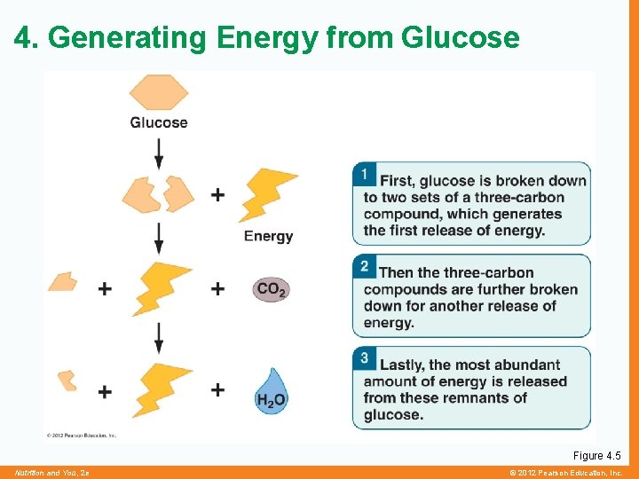 4. Generating Energy from Glucose Figure 4. 5 Nutrition and You, 2 e ©